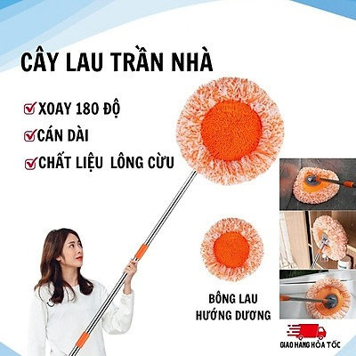 Alternative view of Cây Lau Nhà, Lau Trần Nhà Hình Hoa Hướng Dương