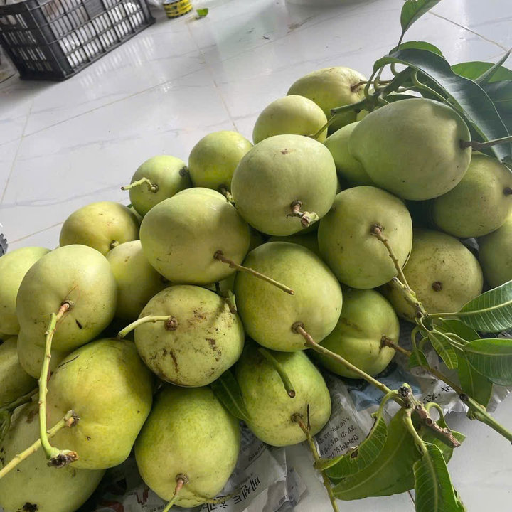 Alternative view of Mứt Xoài Tứ Quý 450g Chua Nhẹ Ngọt Vừa- Vựa Khô Bến Tre