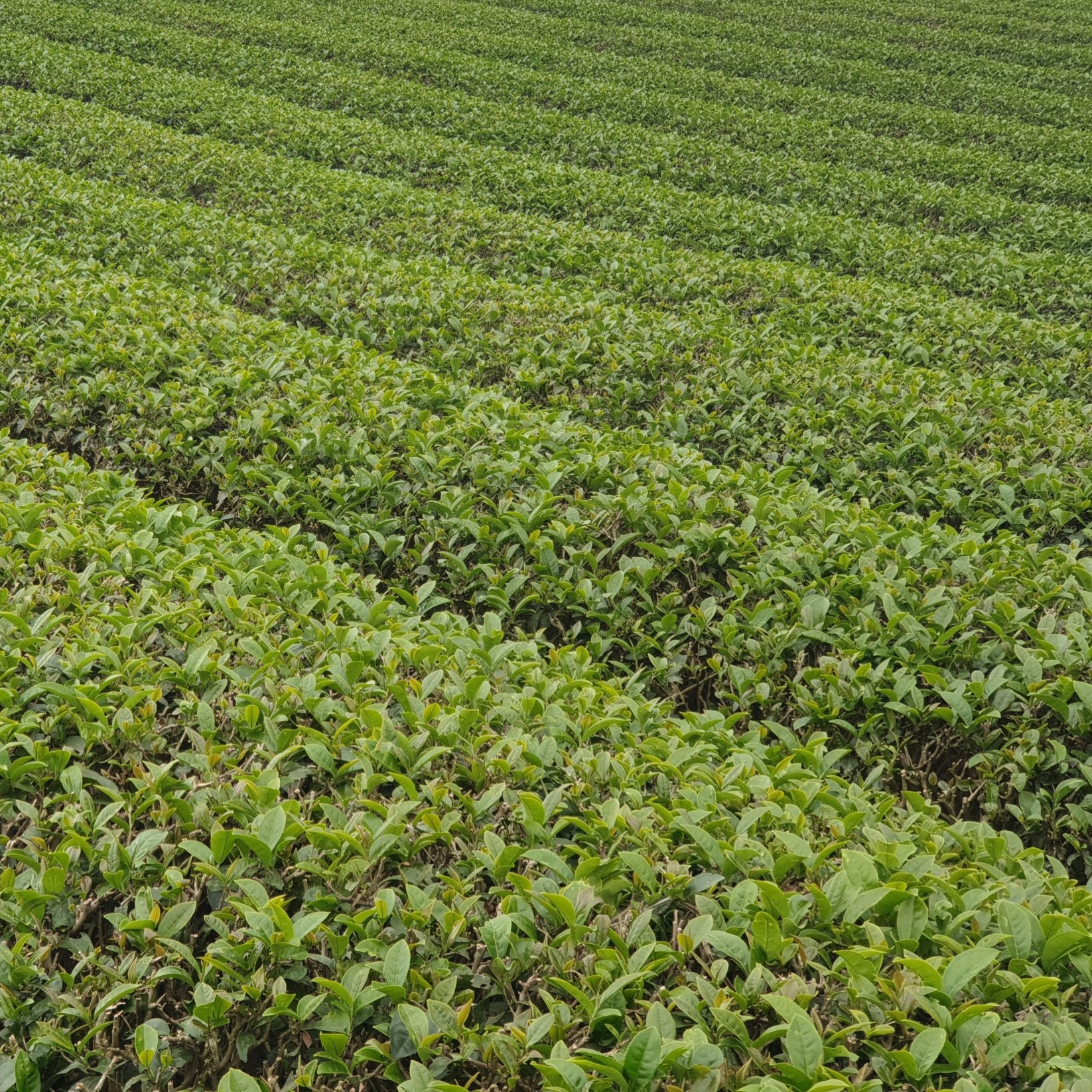 Alternative view of Ô Long Phượng Hoàng Trà 200g - Sương Mai